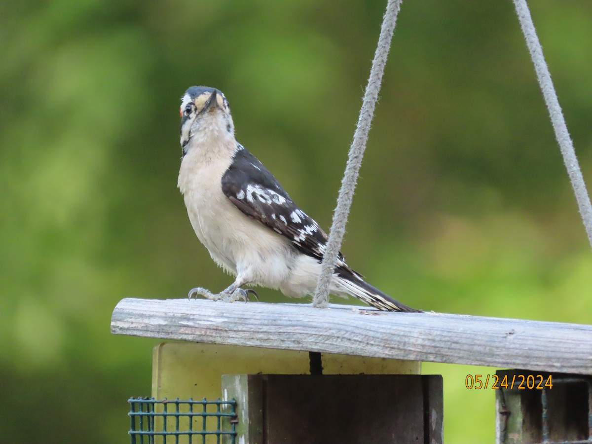 Downy Woodpecker - Susan Leake