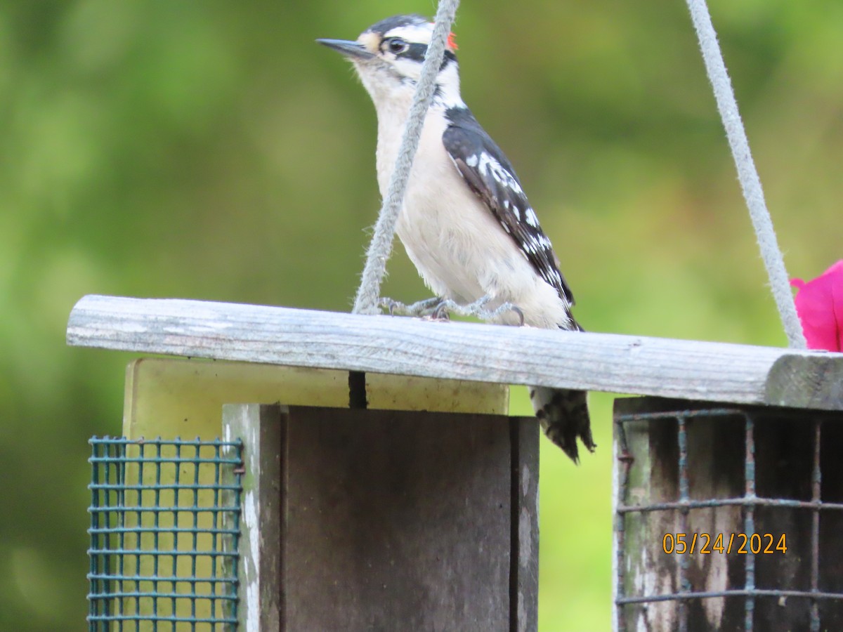 Downy Woodpecker - Susan Leake