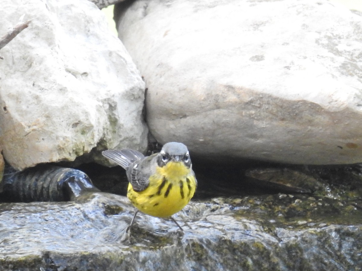 Magnolia Warbler - Wendi Leonard