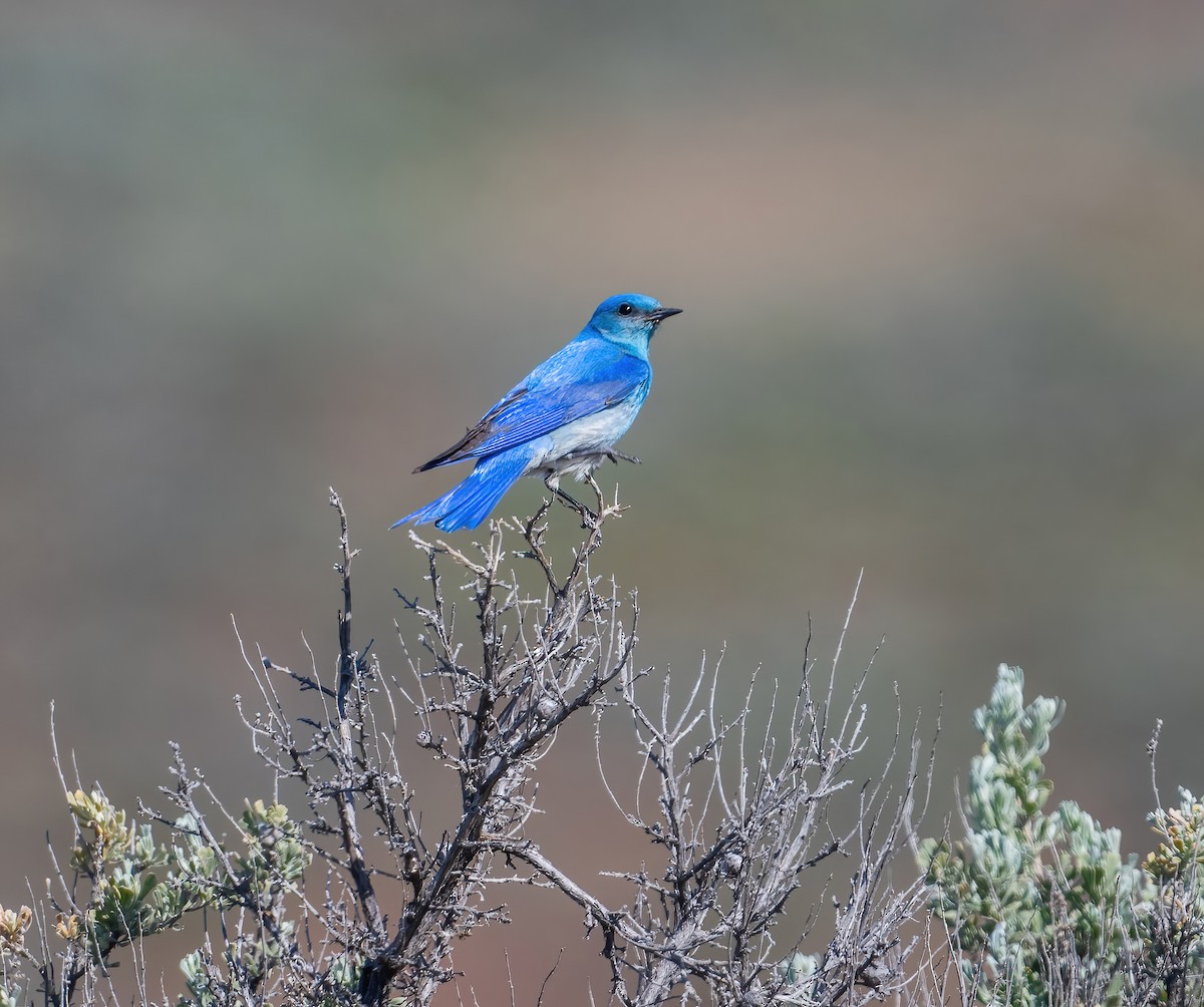 Mountain Bluebird - Leah Turner