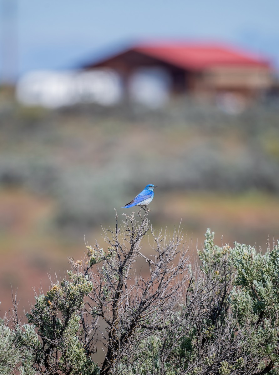 Mountain Bluebird - Leah Turner