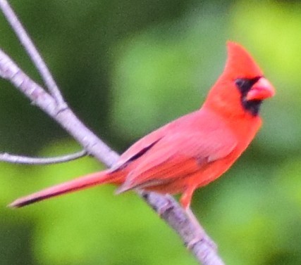 Northern Cardinal - Larry Chitwood