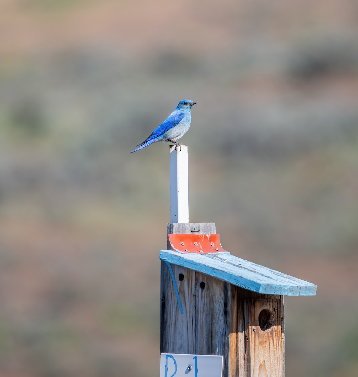 Mountain Bluebird - Leah Turner