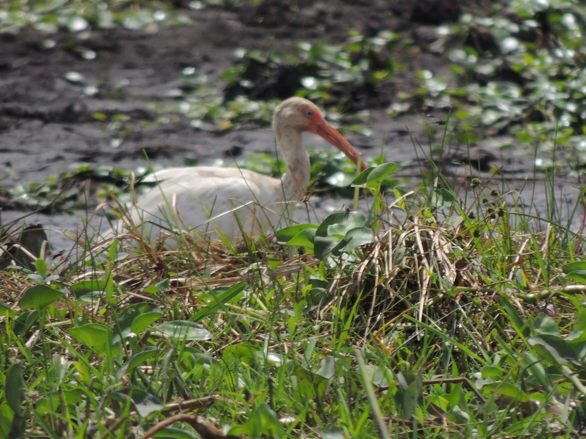 White Ibis - Roger Lambert