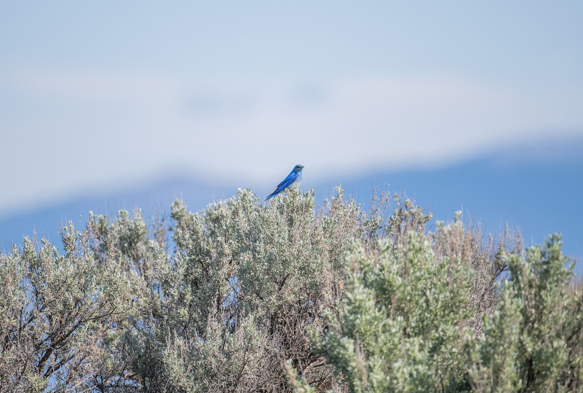 Mountain Bluebird - Leah Turner