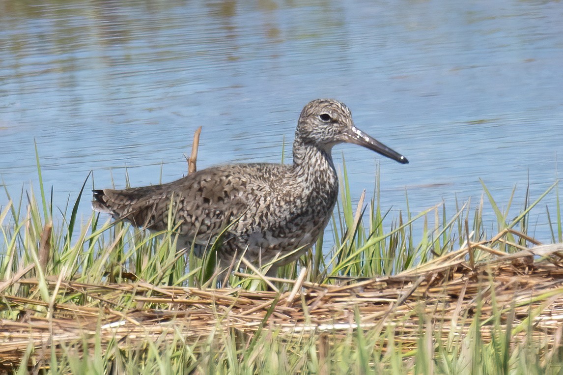 Willet - Mitch (Michel) Doucet