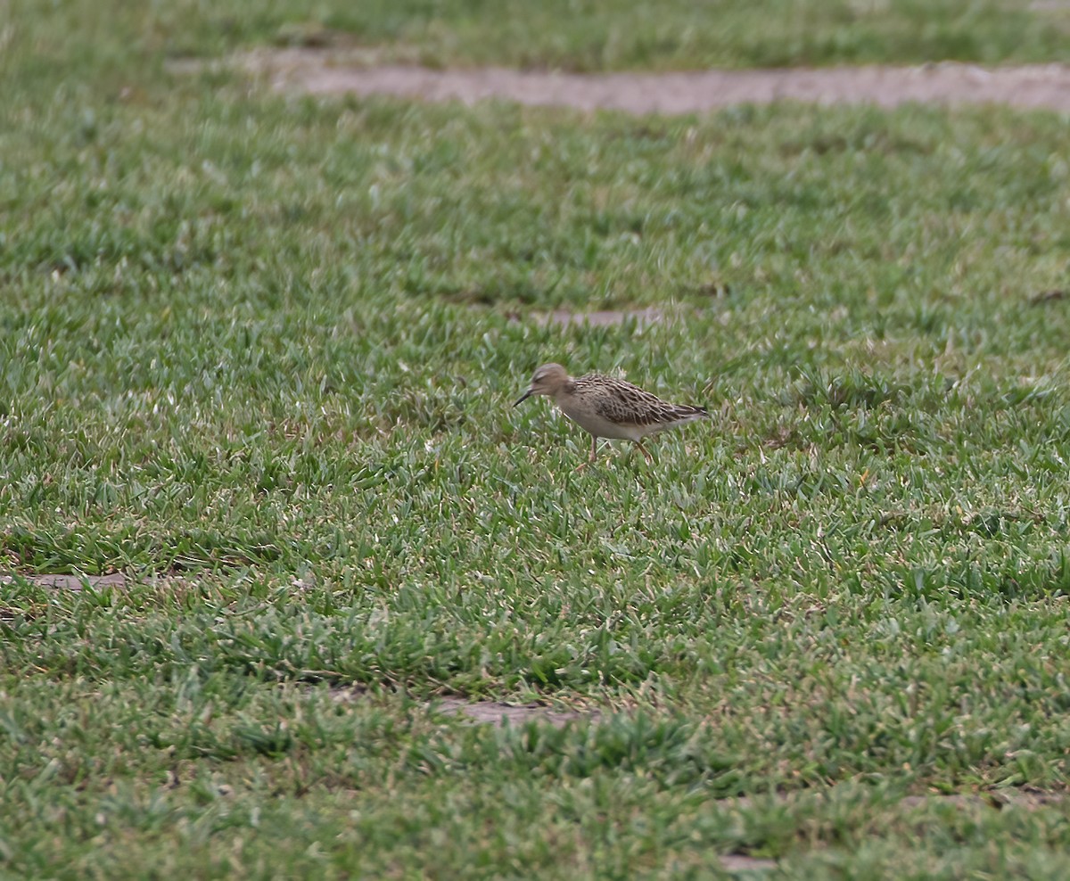 Buff-breasted Sandpiper - ML619548030