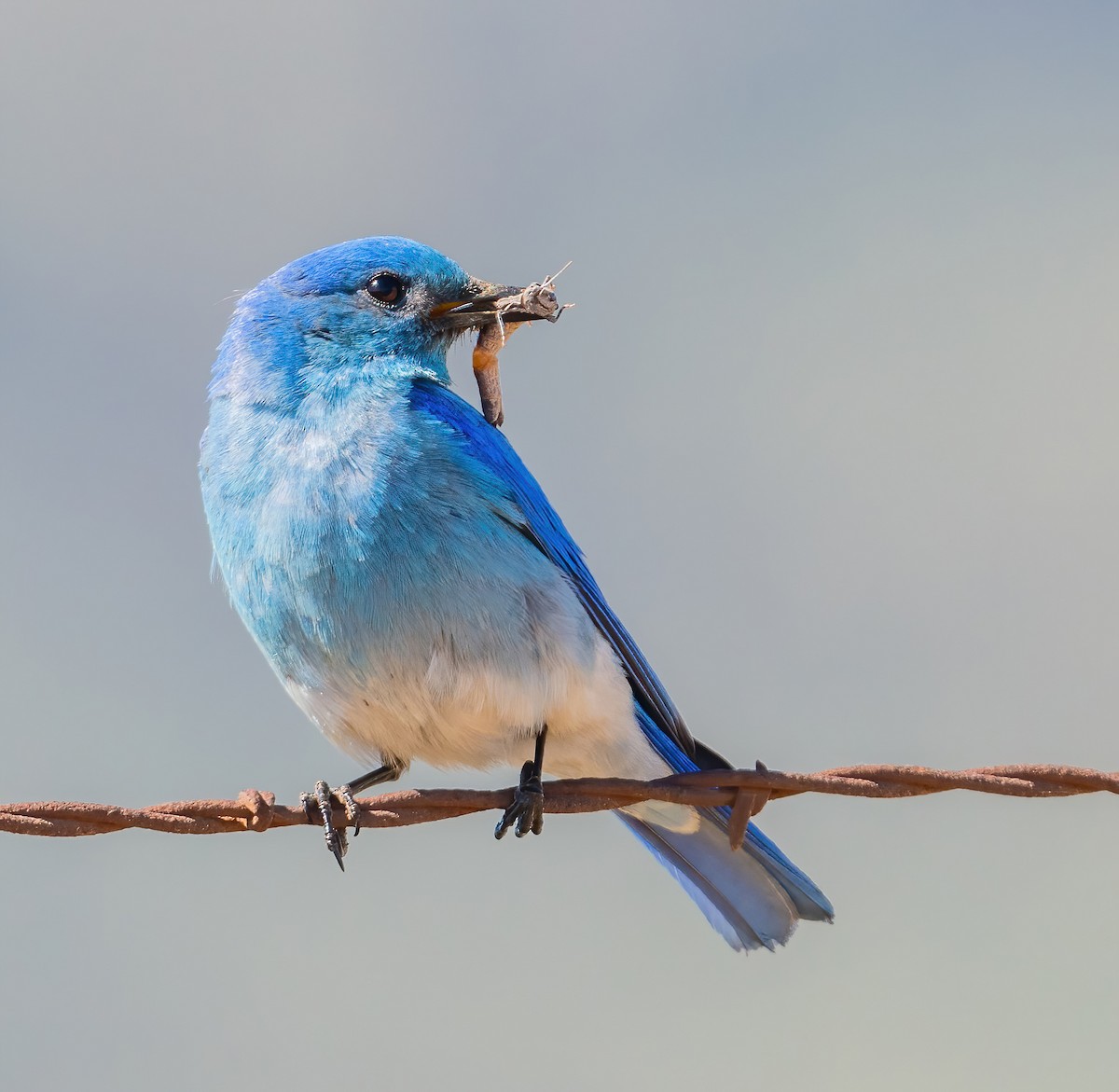 Mountain Bluebird - Leah Turner