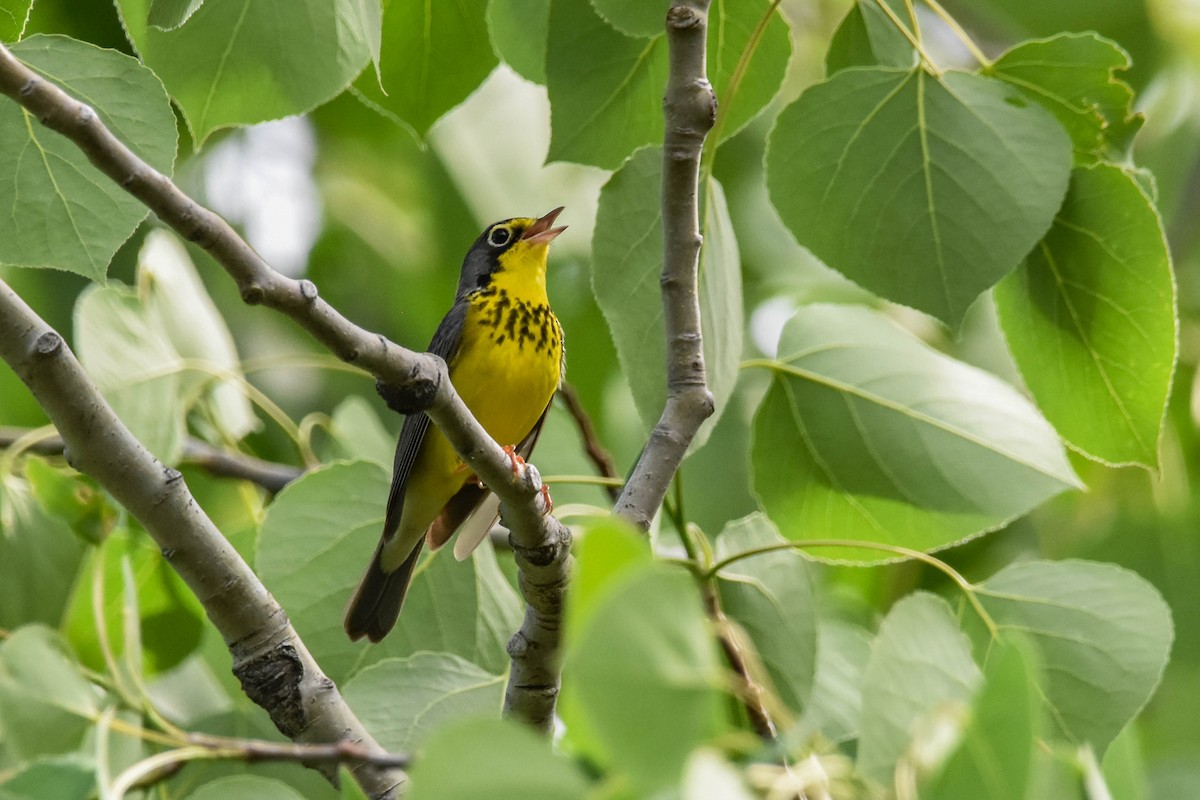 Canada Warbler - Jacoba Freeman