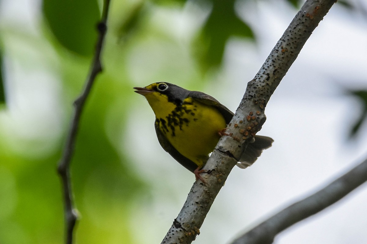 Canada Warbler - Jacoba Freeman