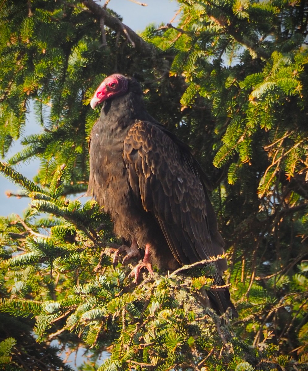 Turkey Vulture - Dick Cartwright