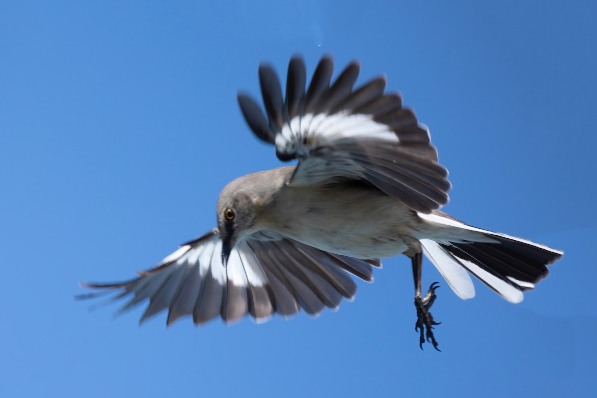 Northern Mockingbird - Mitch (Michel) Doucet