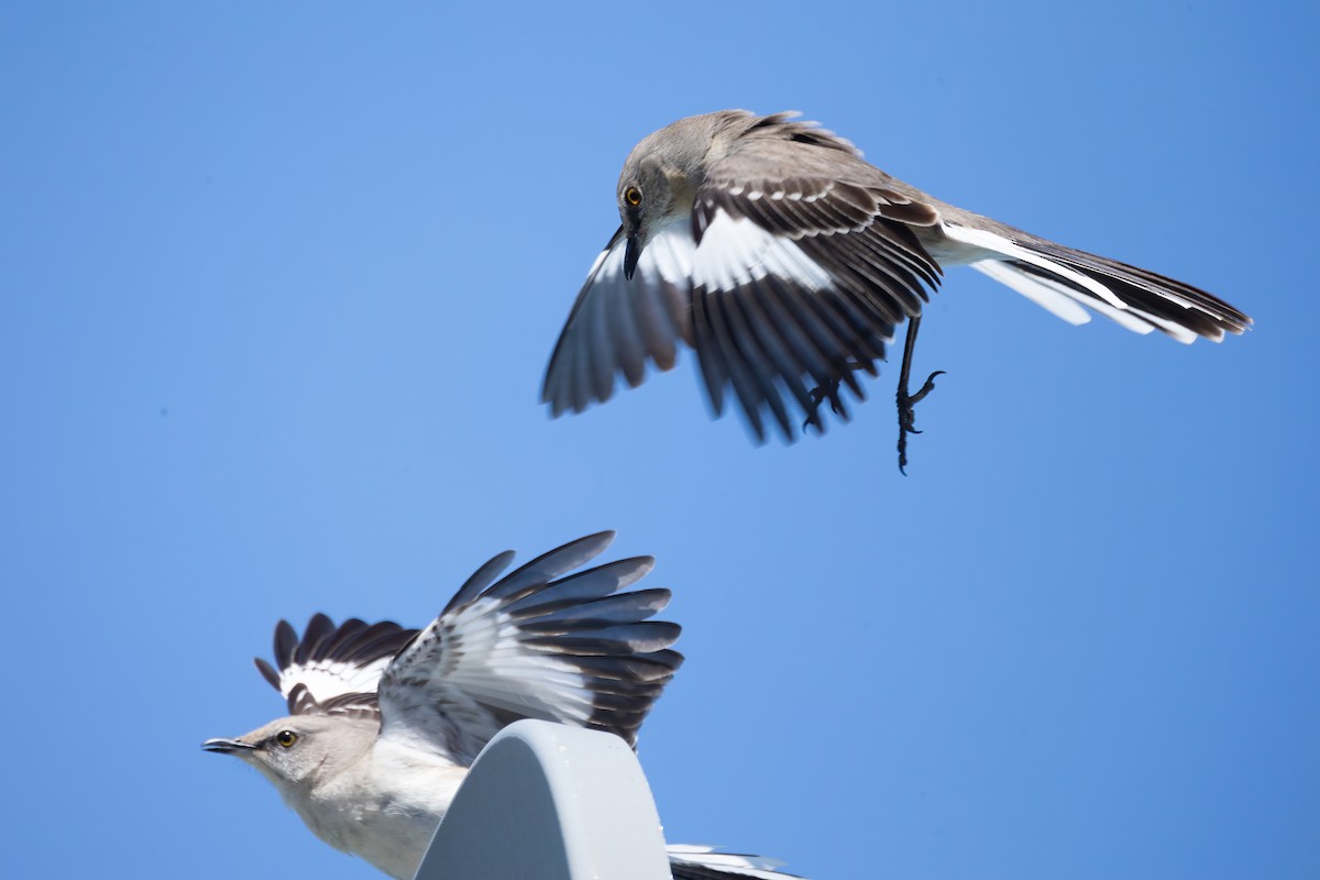 Northern Mockingbird - Mitch (Michel) Doucet