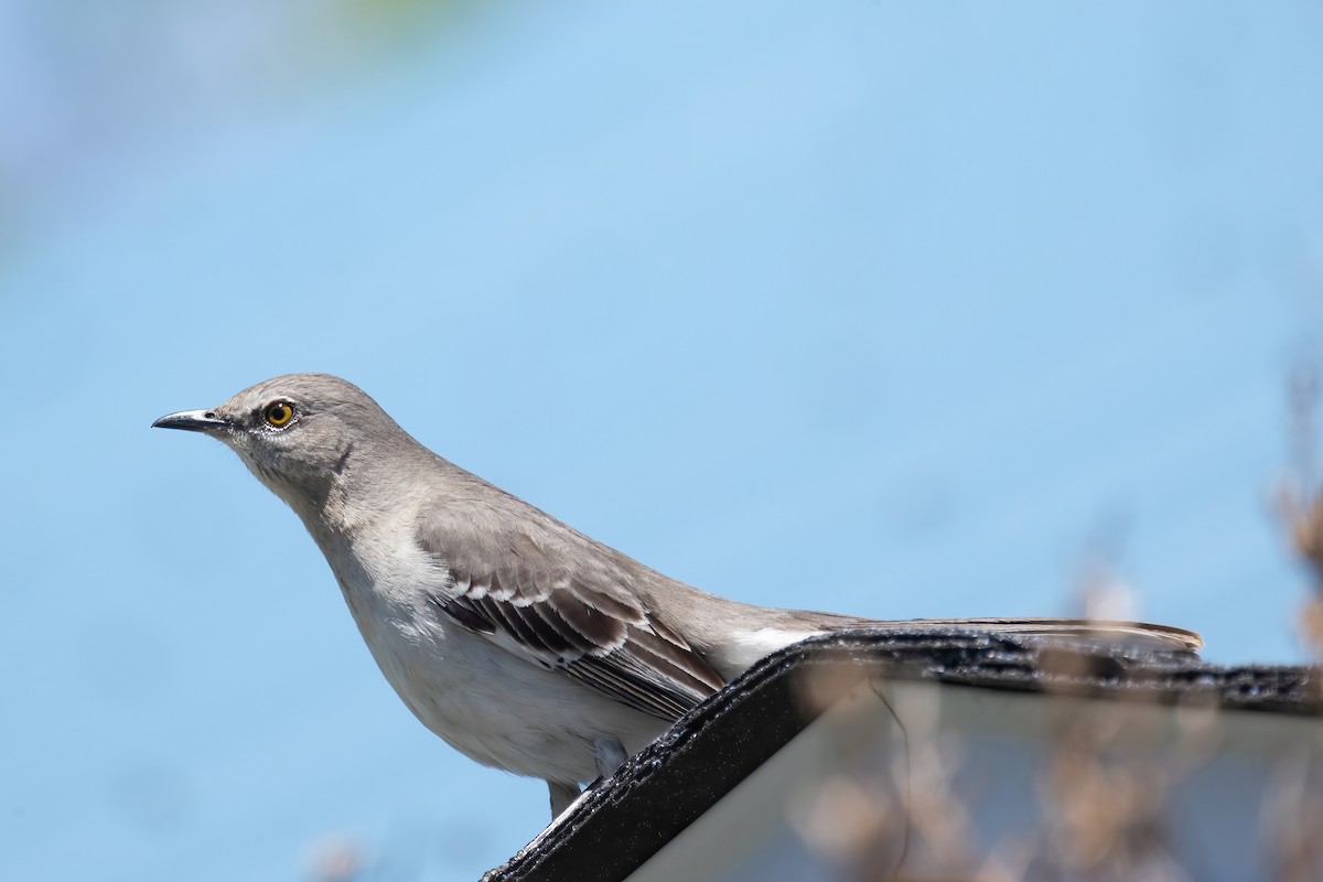 Northern Mockingbird - Mitch (Michel) Doucet