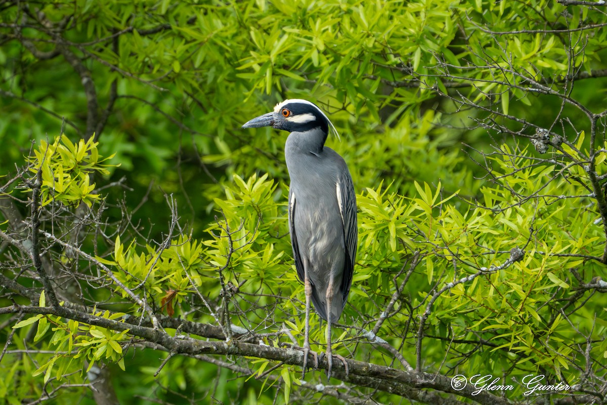 Yellow-crowned Night Heron - Charles Gunter