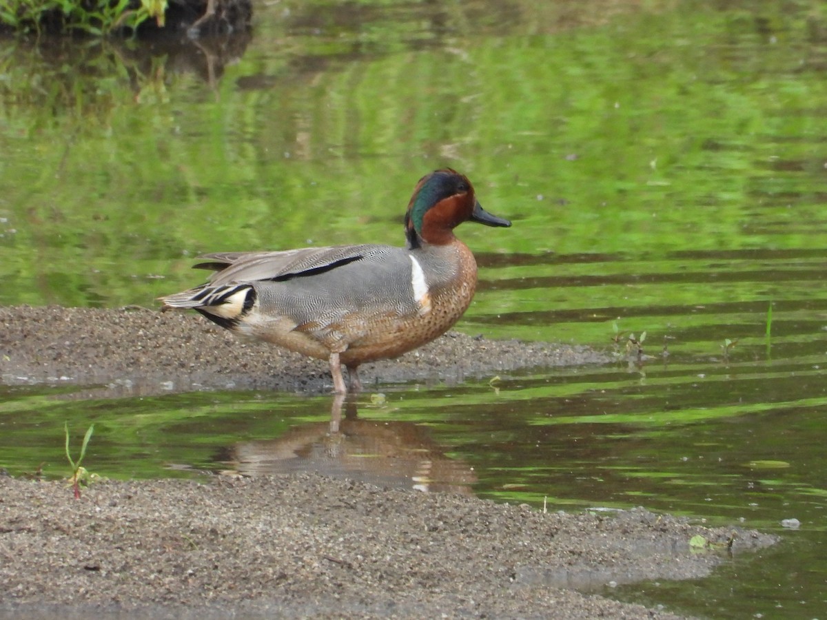 Green-winged Teal - L Falardeau