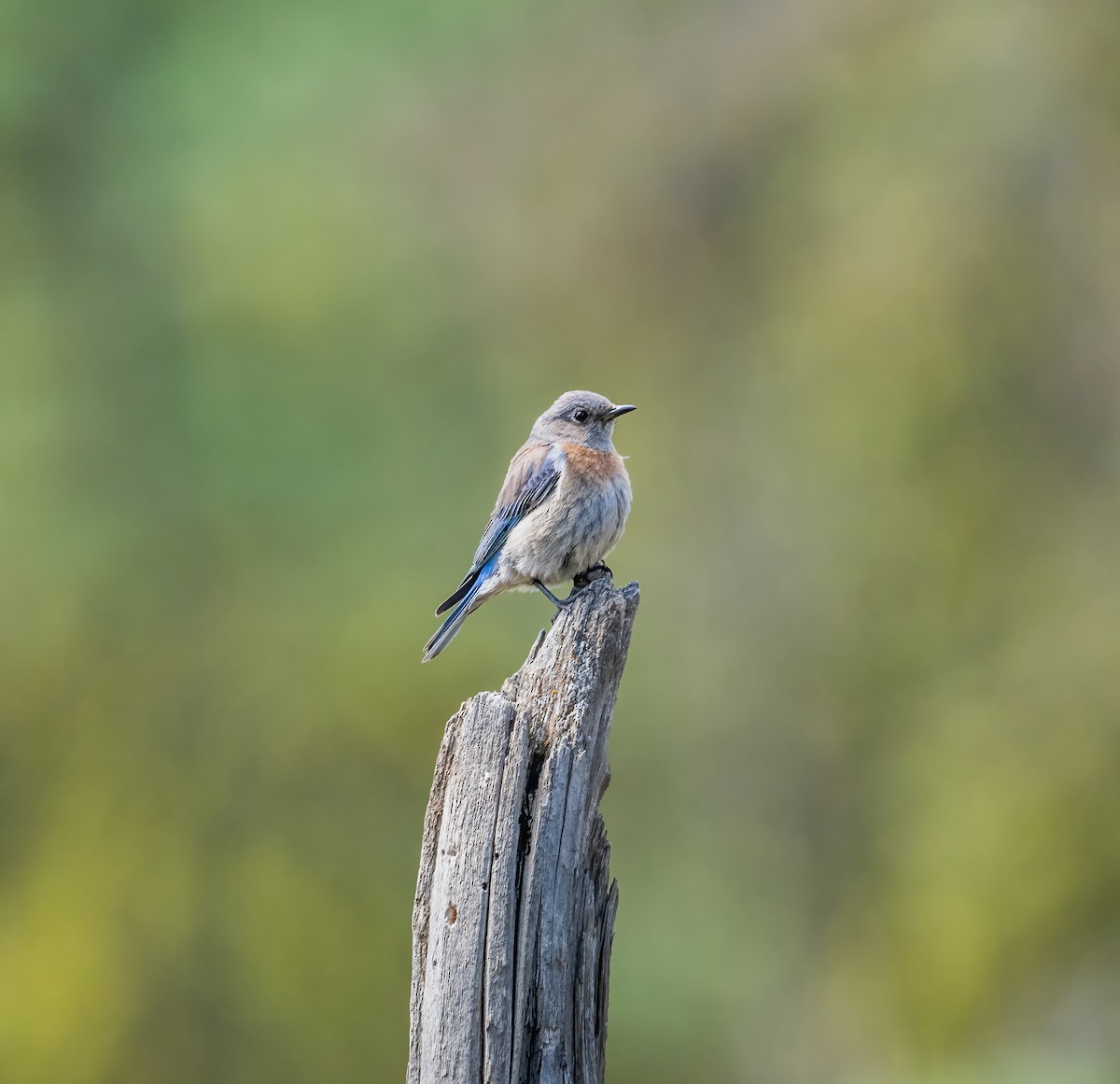 Western Bluebird - Leah Turner