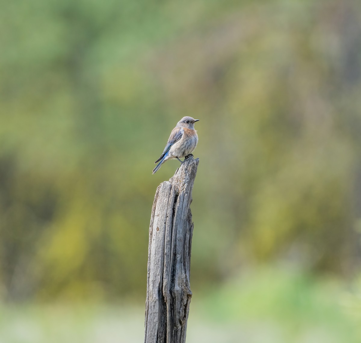 Western Bluebird - Leah Turner