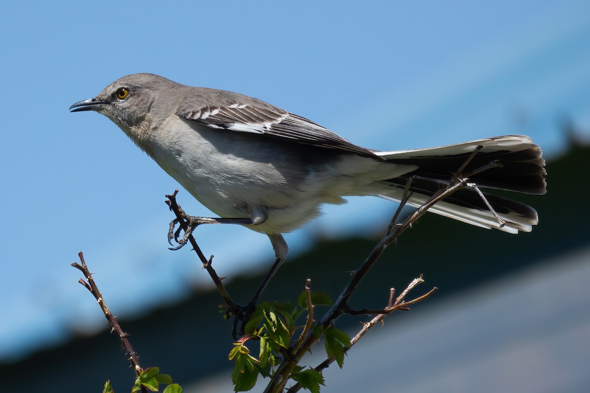 Northern Mockingbird - Mitch (Michel) Doucet