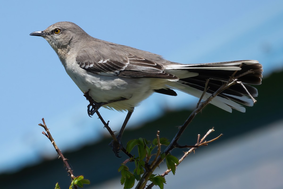 Northern Mockingbird - Mitch (Michel) Doucet