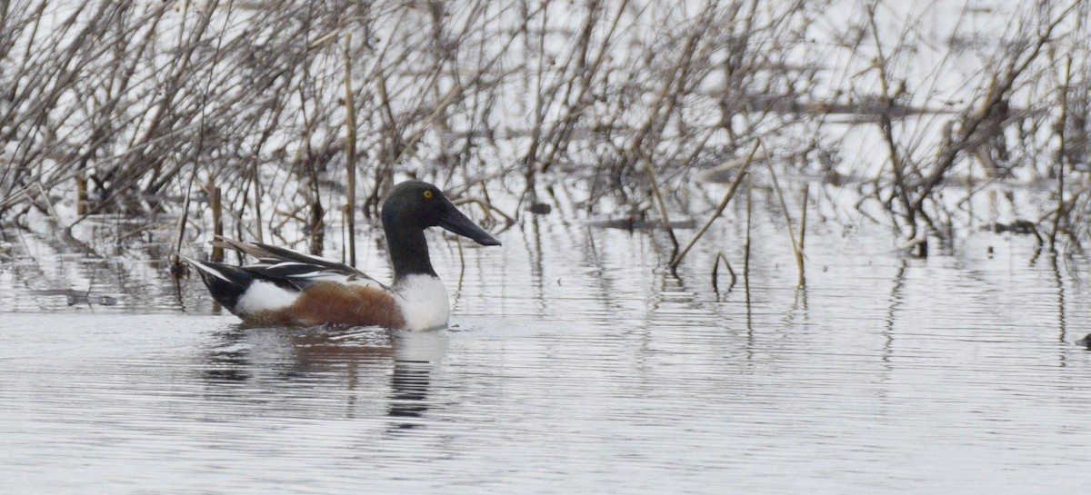 Northern Shoveler - ML619548068