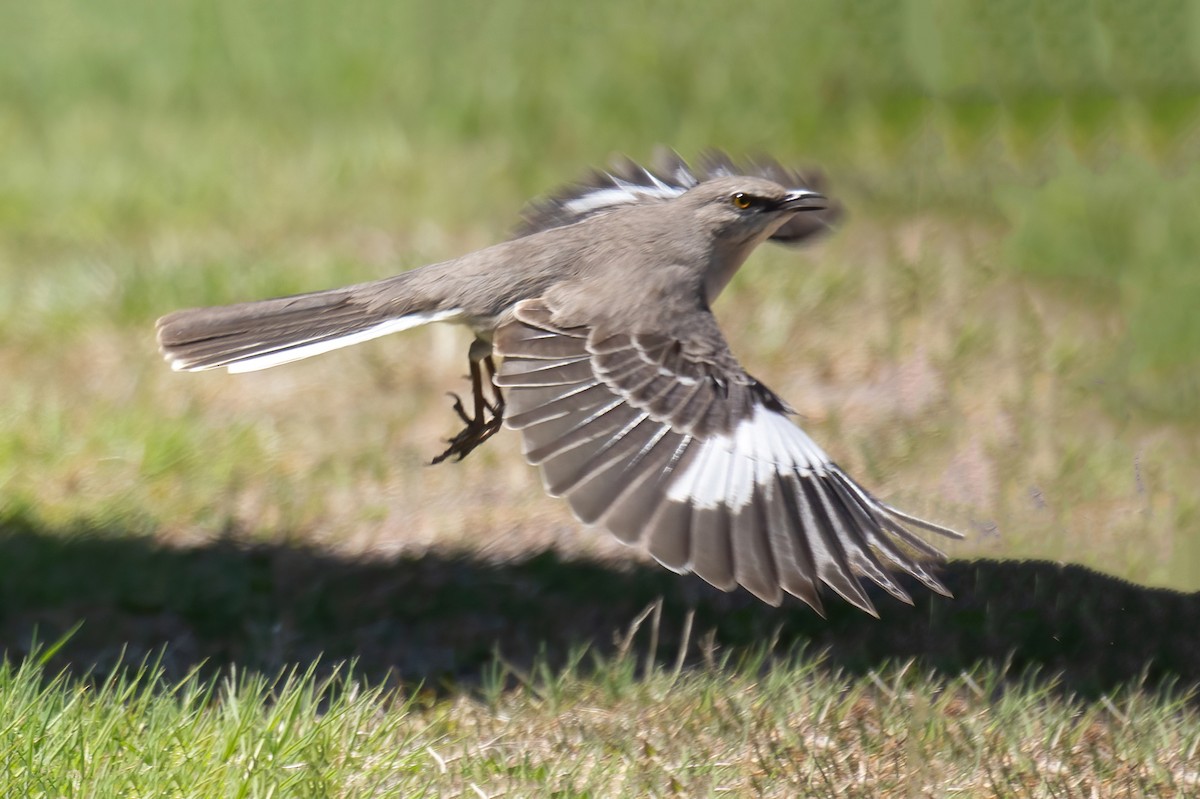 Northern Mockingbird - Mitch (Michel) Doucet