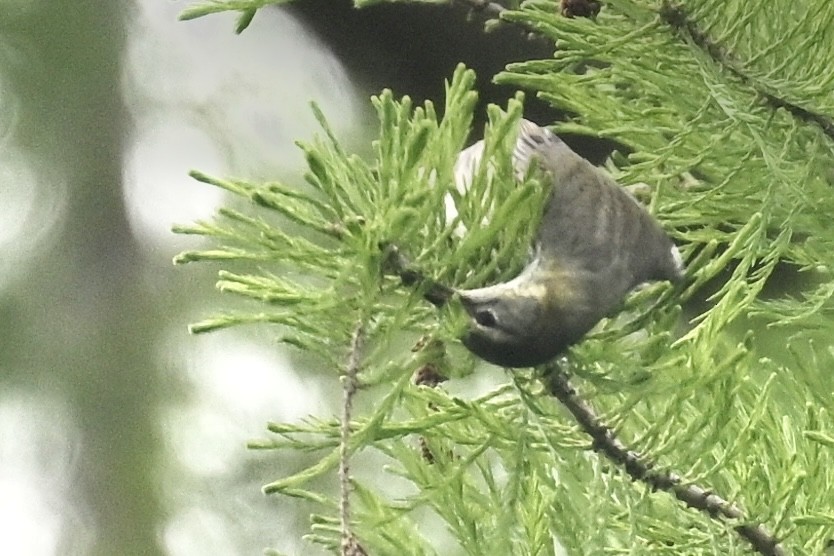 Cape May Warbler - Deborah Penrose