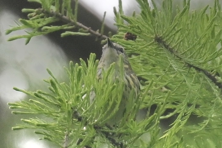 Cape May Warbler - Deborah Penrose