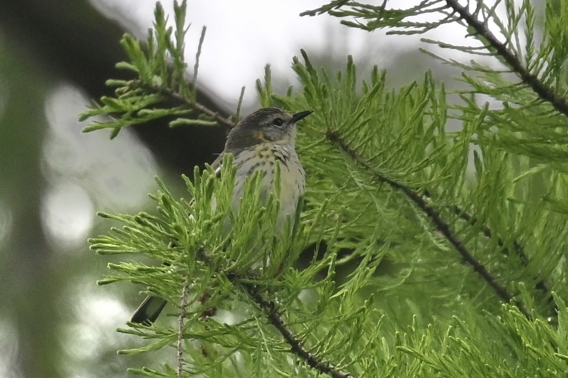 Cape May Warbler - Deborah Penrose