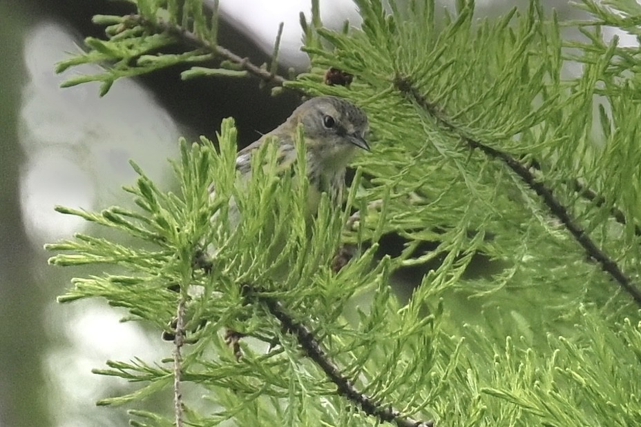 Cape May Warbler - Deborah Penrose