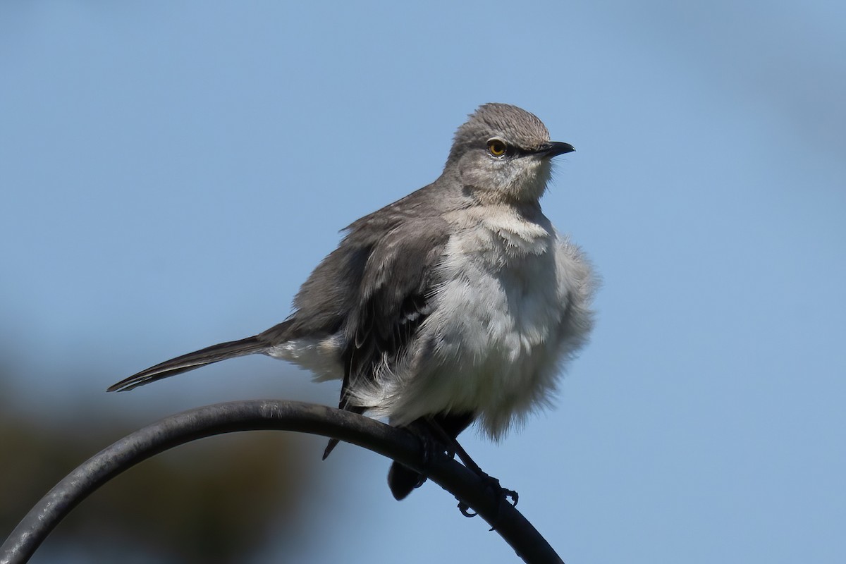 Northern Mockingbird - Mitch (Michel) Doucet