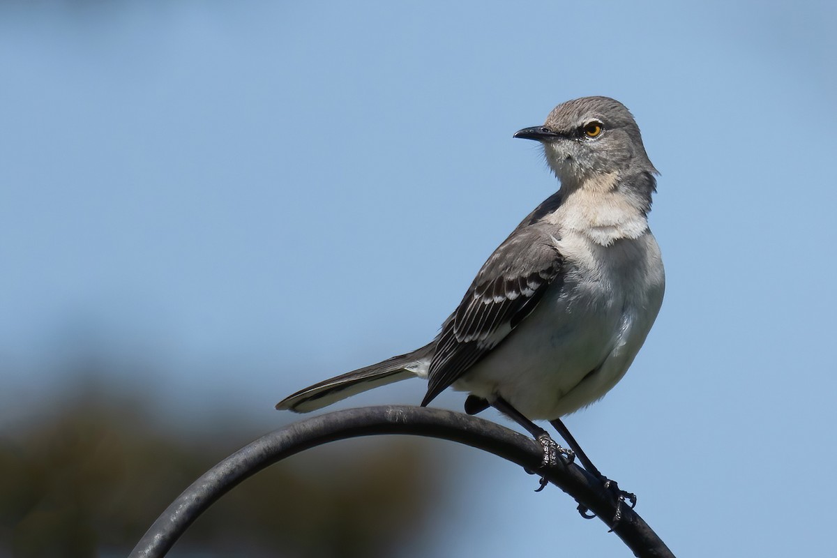 Northern Mockingbird - Mitch (Michel) Doucet