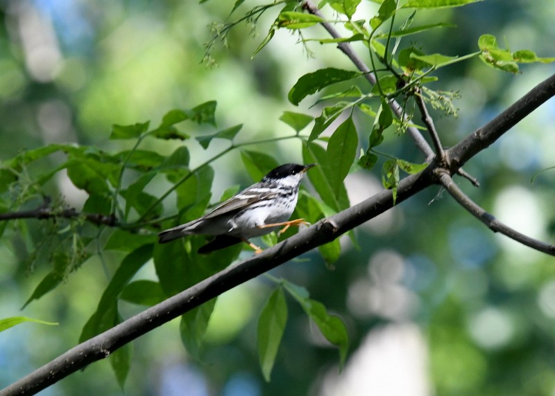 Blackpoll Warbler - Doug Daniels