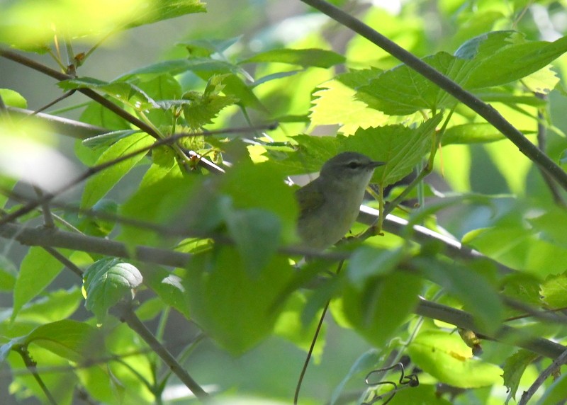 Tennessee Warbler - Doug Daniels