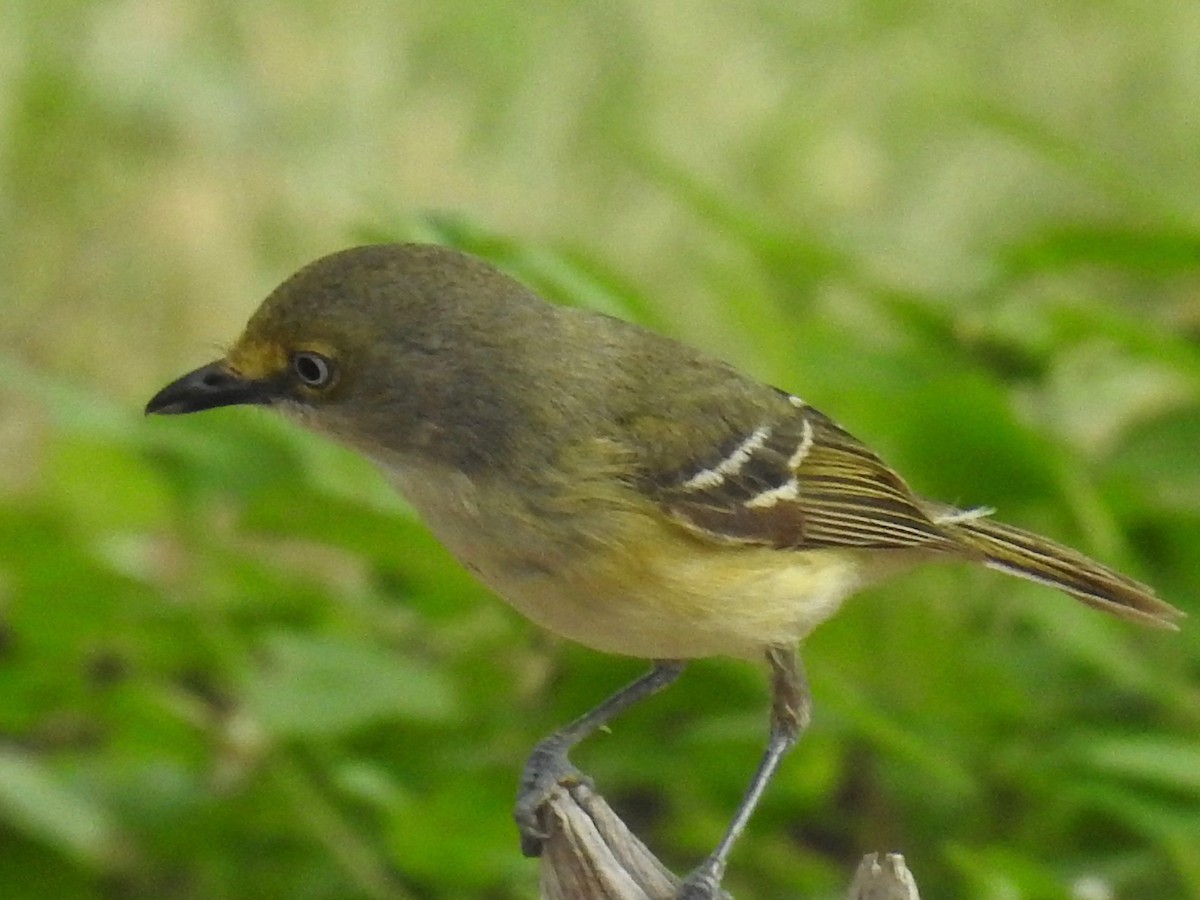 White-eyed Vireo - Wendi Leonard