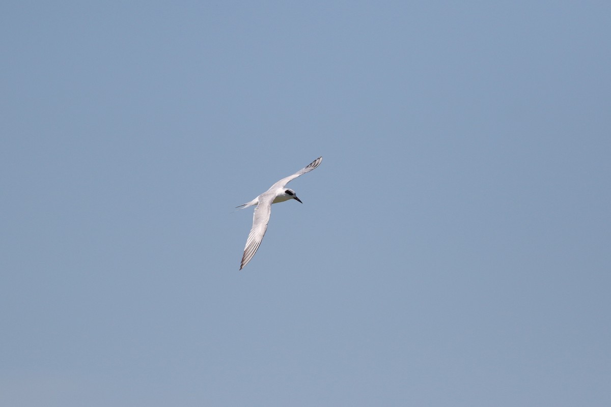 Forster's Tern - Richard Poort