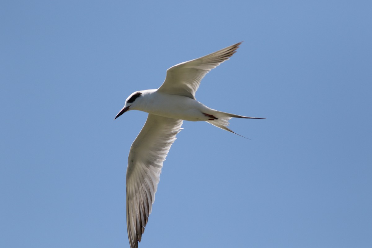 Forster's Tern - Richard Poort