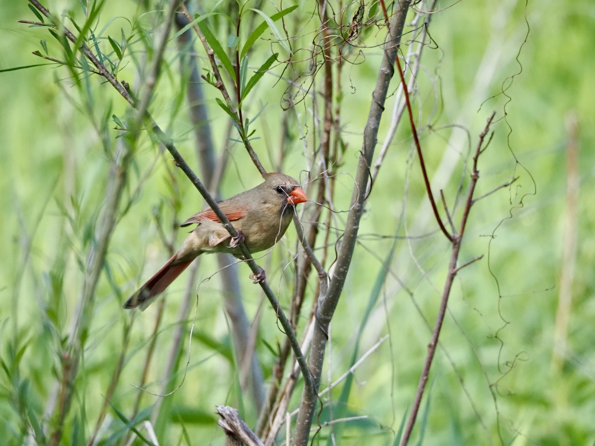 Northern Cardinal - Thomas Boe