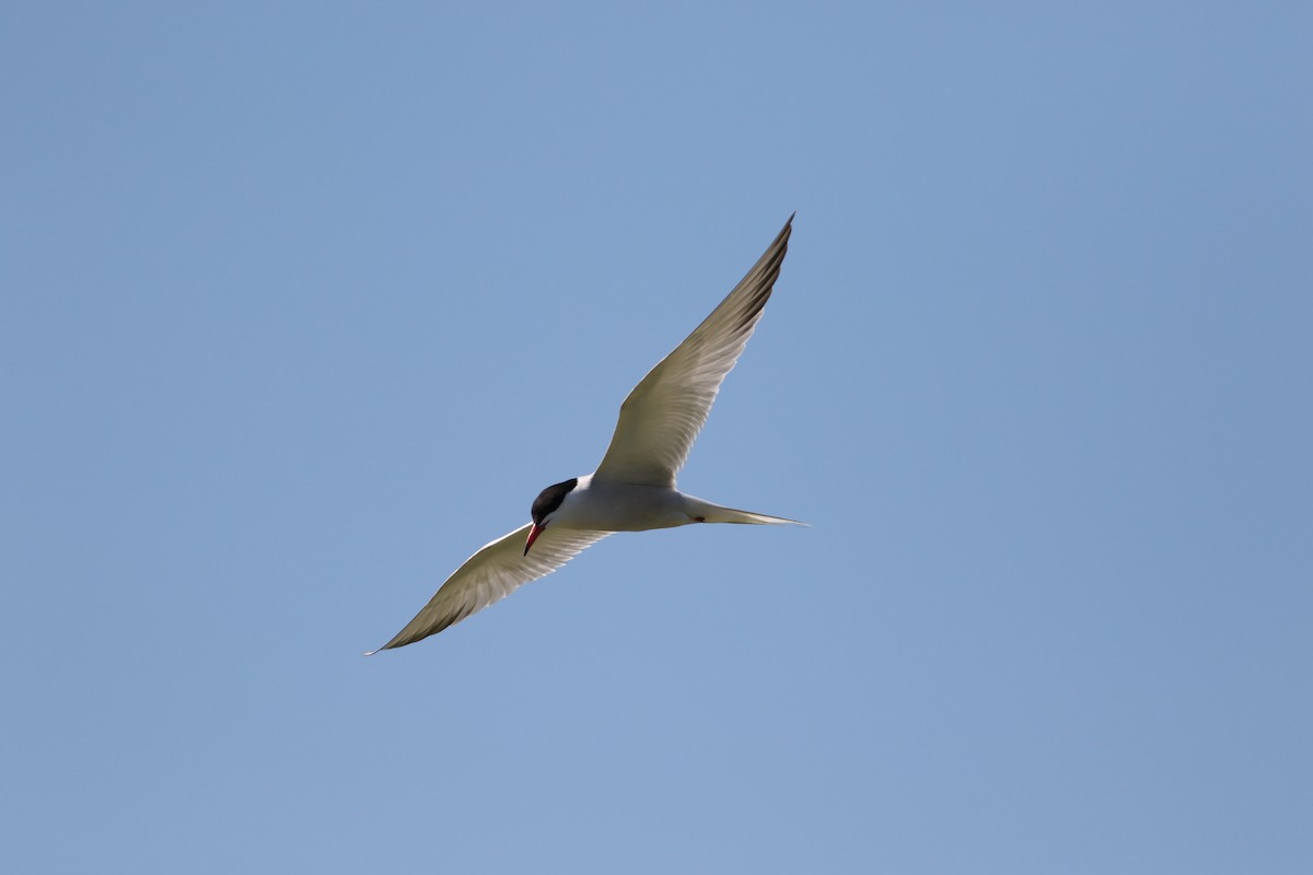 Common Tern - Richard Poort