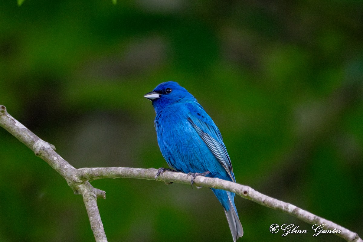 Indigo Bunting - Charles Gunter