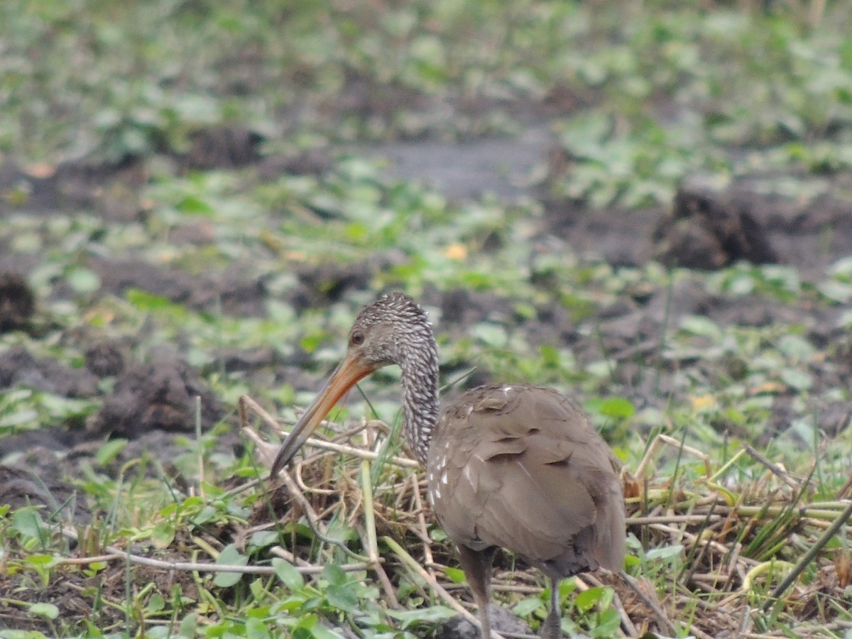 Limpkin - Roger Lambert