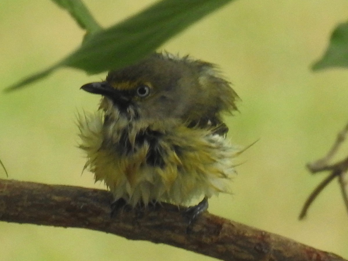 White-eyed Vireo - Wendi Leonard