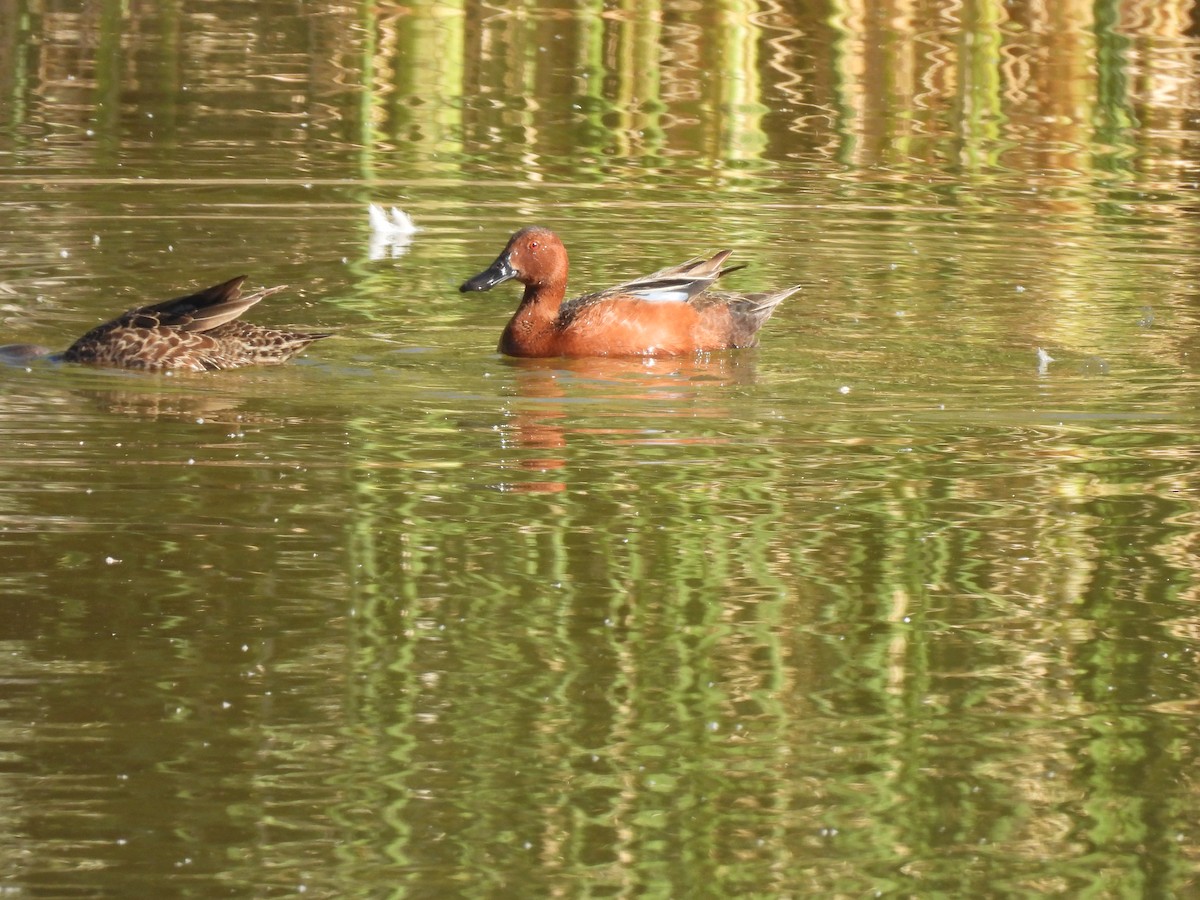 Cinnamon Teal - Beth Whittam