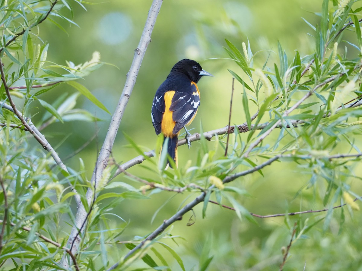 Baltimore Oriole - Thomas Boe