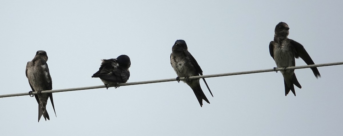 Purple Martin - ML619548118