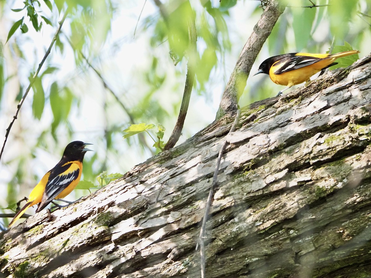 Baltimore Oriole - Thomas Boe