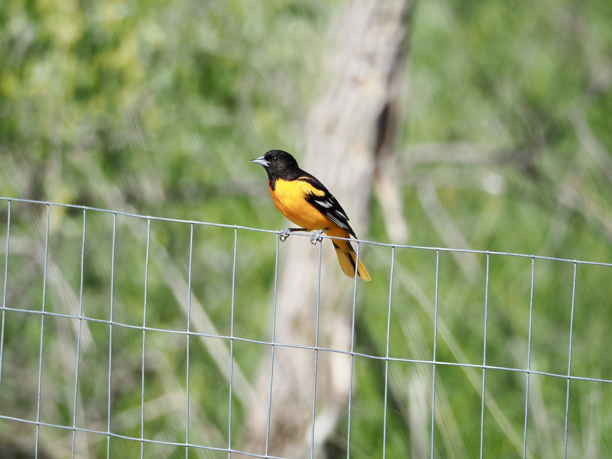 Baltimore Oriole - Thomas Boe