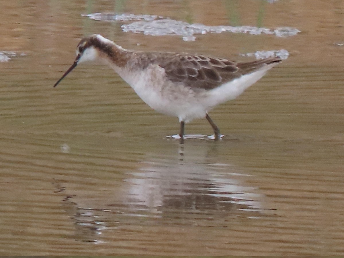 Wilson's Phalarope - Edana Salisbury