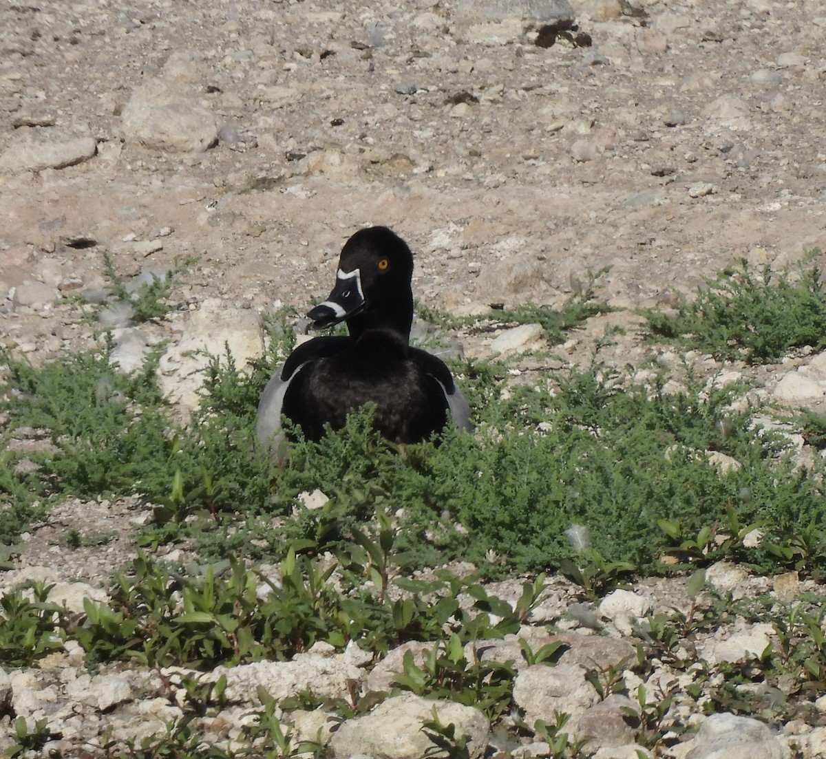 Ring-necked Duck - Beth Whittam