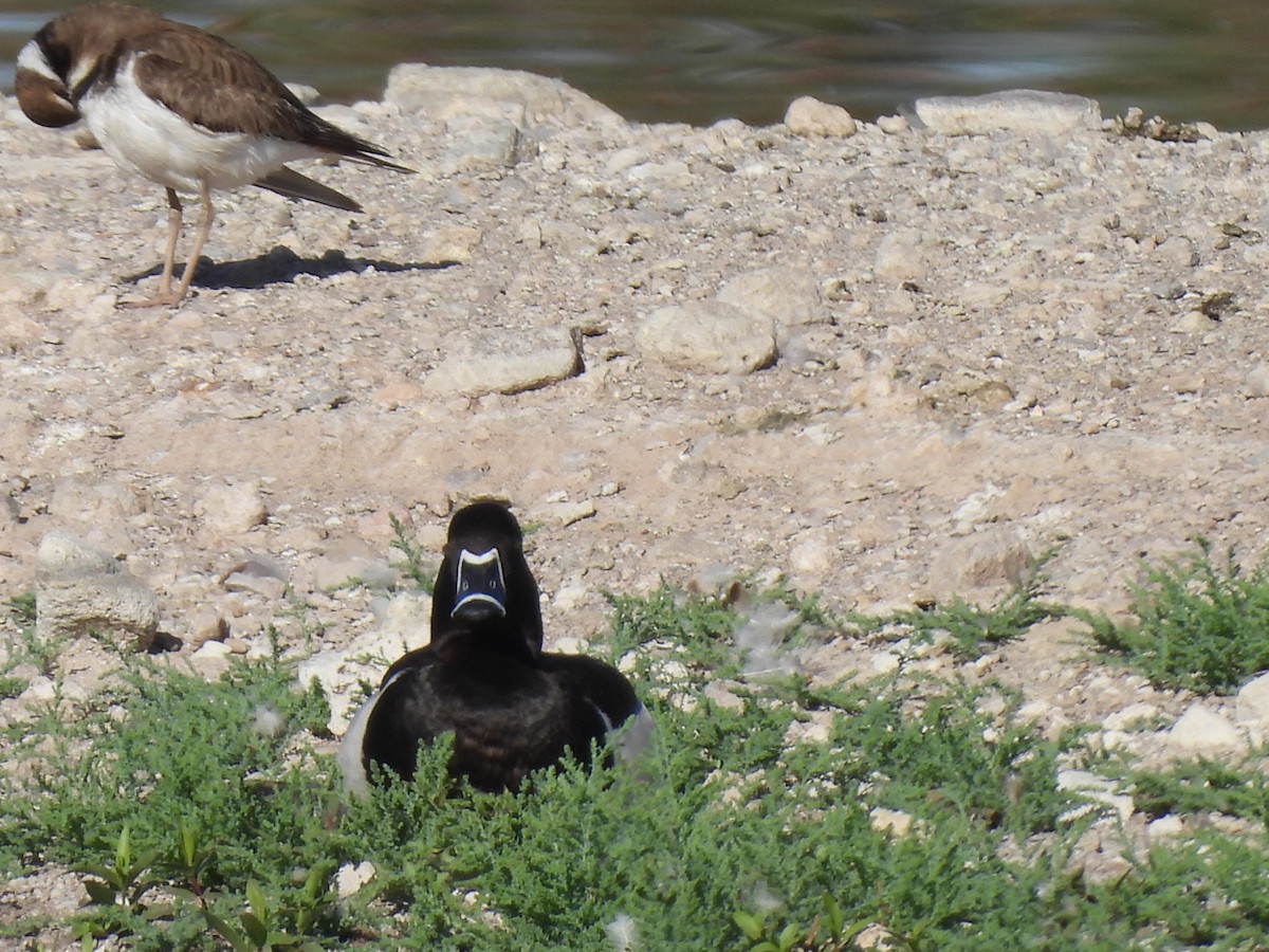 Ring-necked Duck - Beth Whittam